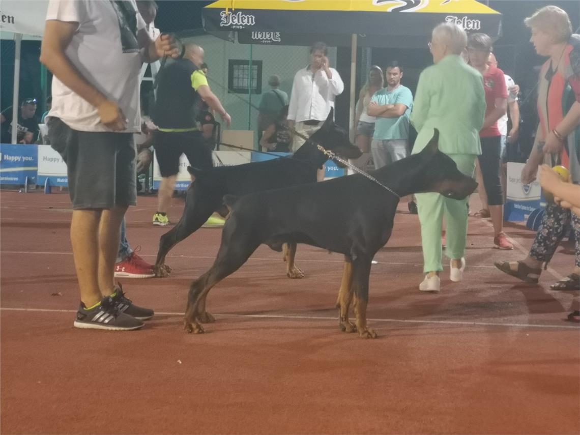 EUROPEAN CUP DOBERMAN , Bačka Palanka